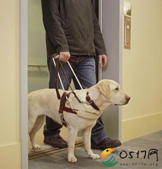 盲人带导盲犬入住酒店被拒  酒店称导盲犬是宠物