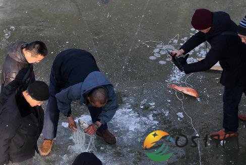 哈尔滨市民凿冰捕鱼 市民如何凿冰捕鱼的