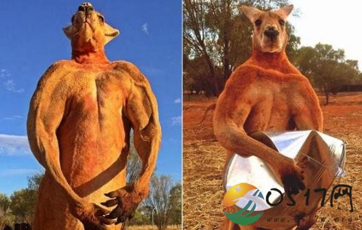 澳大利亚网红肌肉袋鼠去世 难道是患上了什么疾病吗