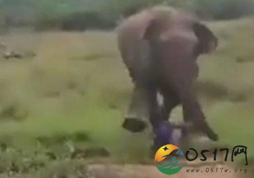 男子催眠大象被踩死 这就是挑衅大象的下场吗