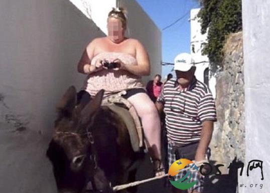 胖游客越来越多 使得景区的驴严重受伤